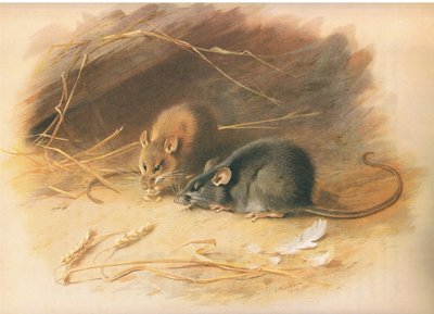 Alexandrinische Ratte und Schwarze Ratte, aus Thorburns Säugetiere, veröffentlicht von Longmans and Co, ca. 1920 von Archibald Thorburn