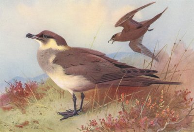 Arktische oder Richardsons Raubmöwe von Archibald Thorburn