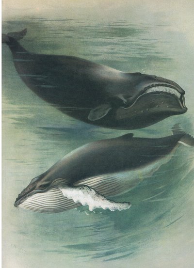 Atlantischer Weißwal und Buckelwal, aus Thorburns Säugetiere, veröffentlicht von Longmans und Co, ca. 1920 von Archibald Thorburn