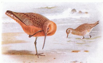 Pfuhlschnepfe, aus Vögel der Britischen Inseln und ihre Eier, veröffentlicht von Frederick Warne & Co Ltd, 1958 von Archibald Thorburn