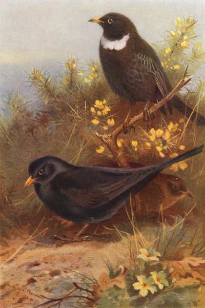 Amsel (männlich und weiblich), Ringdrossel von Archibald Thorburn