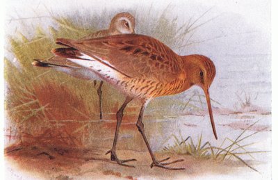 Sichelstrandläufer, aus Vögel der Britischen Inseln und ihre Eier, veröffentlicht von Frederick Warne & Co Ltd, 1958 von Archibald Thorburn