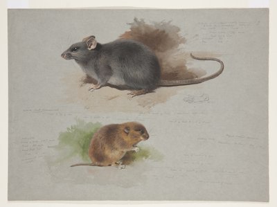 Schwarze Ratte und Orkney-Wühlmaus, ca. 1915 von Archibald Thorburn