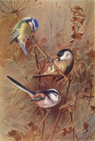 Blaumeise, Sumpfmeise, Schwanzmeise von Archibald Thorburn