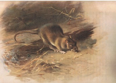Braune Ratte, aus Thorburns Säugetiere, veröffentlicht von Longmans and Co, ca. 1920 von Archibald Thorburn