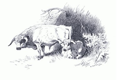 Rinder, aus Thorburns Säugetiere veröffentlicht von Longmans and Co, ca. 1920 von Archibald Thorburn