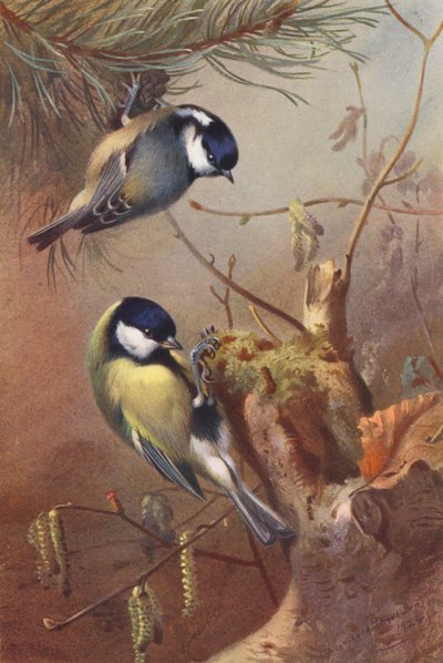 Tannenmeise, Kohlmeise von Archibald Thorburn