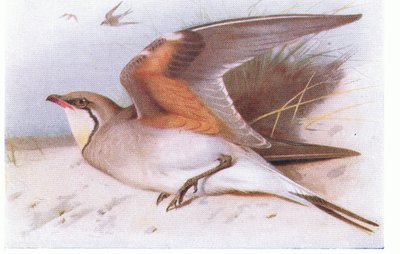 Kragenpratincole, aus Vögel der Britischen Inseln und ihre Eier veröffentlicht von Frederick Warne & Co Ltd, 1958 von Archibald Thorburn