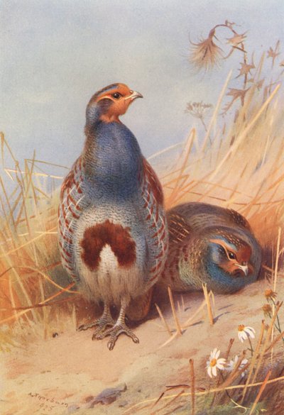 Rebhuhn (männlich und weiblich) von Archibald Thorburn