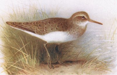 Flussuferläufer, aus Vögel der Britischen Inseln und ihre Eier, veröffentlicht von Frederick Warne & Co Ltd, 1958 von Archibald Thorburn