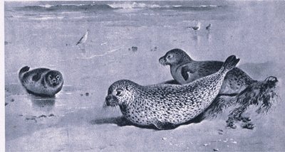 Gewöhnliche Robbe, Natur in Großbritannien von Archibald Thorburn