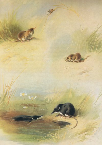 Waldspitzmaus, Zwergspitzmaus und Wasserspitzmaus, aus Thorburns Säugetiere, veröffentlicht von Longmans and Co, ca. 1920 von Archibald Thorburn