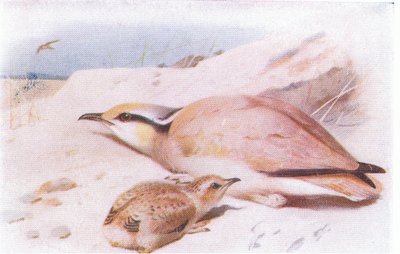 Isabellsteinschmätzer, aus Vögel der Britischen Inseln und ihre Eier veröffentlicht von Frederick Warne & Co Ltd, 1958 von Archibald Thorburn