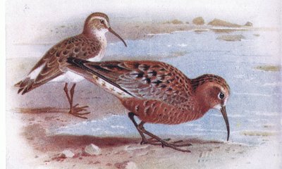 Sichelstrandläufer, aus Vögel der Britischen Inseln und ihre Eier, veröffentlicht von Frederick Warne & Co Ltd, 1958 von Archibald Thorburn