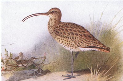 Großer Brachvogel, aus Vögel der Britischen Inseln und ihre Eier, veröffentlicht von Frederick Warne & Co Ltd, 1958 von Archibald Thorburn