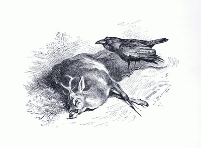 Totes Reh und Rabe, aus Thorburn