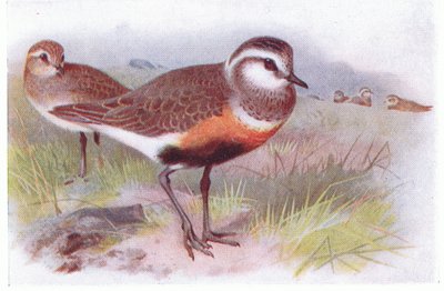Mornellregenpfeifer, aus Vögel der Britischen Inseln und ihre Eier, veröffentlicht von Frederick Warne & Co Ltd, 1958 von Archibald Thorburn