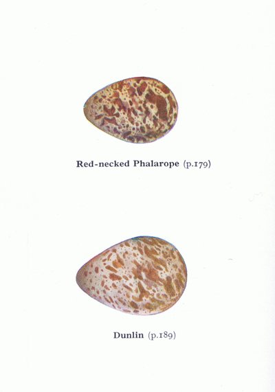 Eier: Odinshühnchen und Alpenstrandläufer, aus Vögel der Britischen Inseln und ihre Eier, veröffentlicht von Frederick Warne & Co Ltd, 1958 von Archibald Thorburn