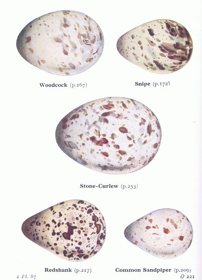 Eier: Waldschnepfe; Bekassine, Triel, Rotschenkel, Flussuferläufer, aus Vögel der Britischen Inseln und ihre Eier veröffentlicht von Frederick Warne & Co Ltd, 1958 von Archibald Thorburn