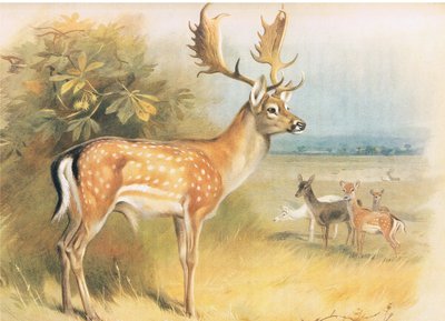 Damwild, aus Thorburns Säugetiere, veröffentlicht von Longmans and Co, ca. 1920 von Archibald Thorburn