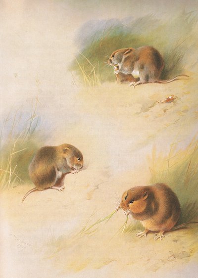 Feldmaus, Rötelmaus und Orkney-Wühlmaus, aus Thorburns Säugetiere, veröffentlicht von Longmans and Co, ca. 1920 von Archibald Thorburn