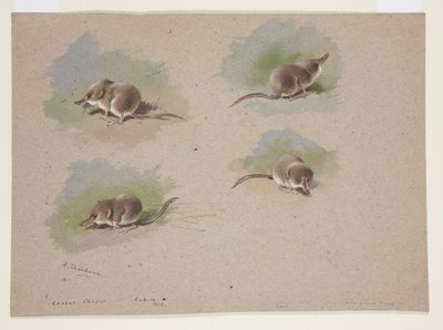 Vier Vignetten der Zwergspitzmaus, ca. 1915 von Archibald Thorburn