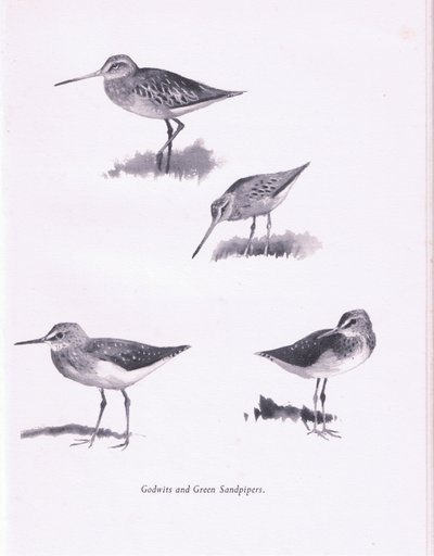 Uferschnepfen und Grünschenkel von Archibald Thorburn