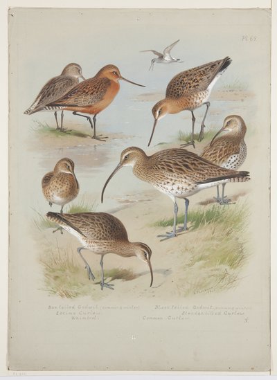 Uferschnepfen und Brachvögel, ca. 1915 von Archibald Thorburn