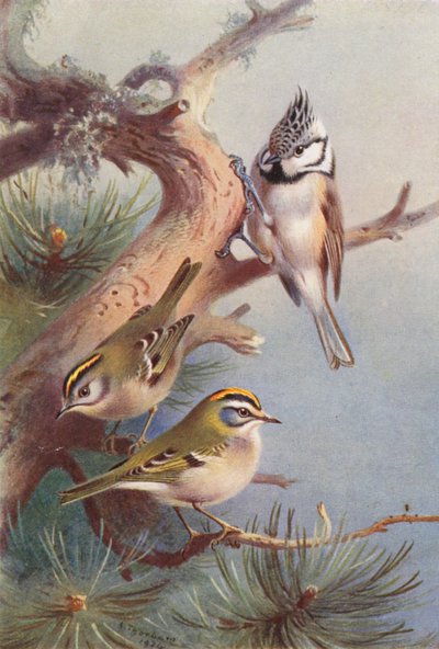 Wintergoldhähnchen, Sommergoldhähnchen, Haubenmeise von Archibald Thorburn