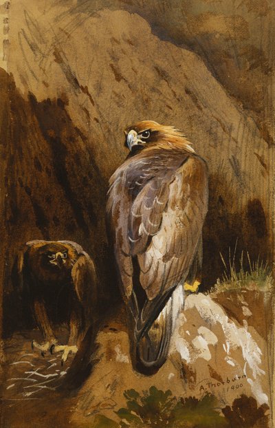 Steinadler an ihrem Horst von Archibald Thorburn