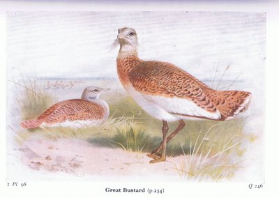 Großtrappe, aus Vögel der Britischen Inseln und ihre Eier veröffentlicht von Frederick Warne & Co Ltd, 1958 von Archibald Thorburn