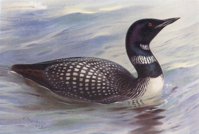 Eistaucher von Archibald Thorburn