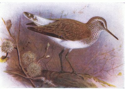 Grüner Waldwasserläufer, aus Vögel der Britischen Inseln und ihre Eier, veröffentlicht von Frederick Warne & Co Ltd, 1958 von Archibald Thorburn