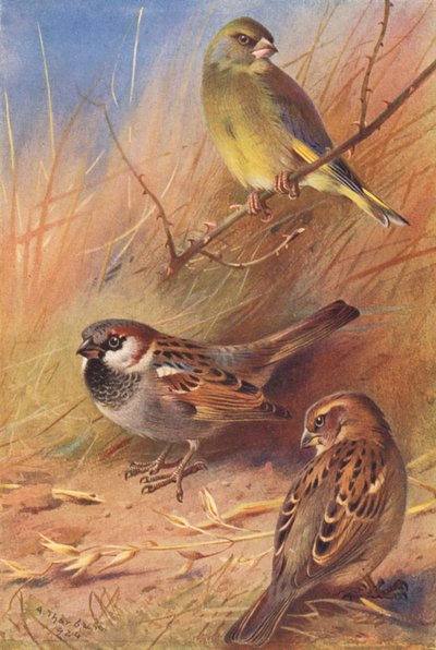 Grünfink, Haussperling (männlich und weiblich) von Archibald Thorburn