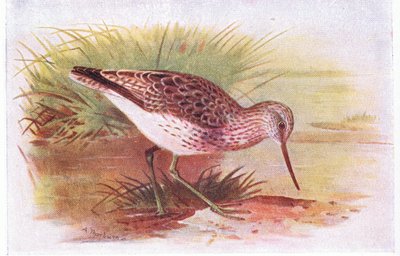 Grünschenkel, aus Vögel der Britischen Inseln und ihre Eier, veröffentlicht von Frederick Warne & Co Ltd, 1958 von Archibald Thorburn