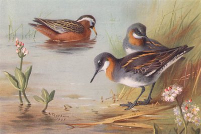 Thorshühnchen (Sommer), Odinshühnchen (Sommer) von Archibald Thorburn