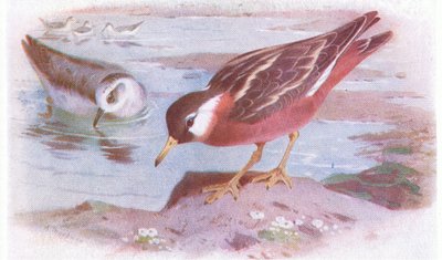 Thorshühnchen (Sommer und Herbst), aus Vögel der Britischen Inseln und ihre Eier, veröffentlicht von Frederick Warne & Co Ltd, 1958 von Archibald Thorburn