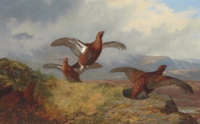 Fliegendes Moorhuhn von Archibald Thorburn