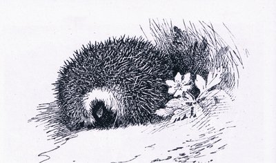 Igel, Natur in Großbritannien veröffentlicht von Collins, 1946 von Archibald Thorburn