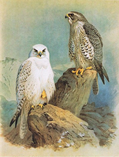 Isländischer Falke und Grönlandfalke, veröffentlicht von Book Club Associates, 1972 von Archibald Thorburn