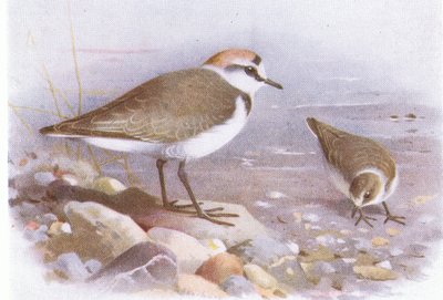 Seeregenpfeifer, aus Vögel der Britischen Inseln und ihre Eier veröffentlicht von Frederick Warne & Co Ltd, 1958 von Archibald Thorburn
