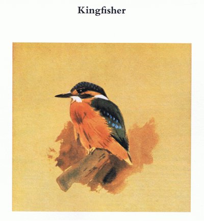 Eisvogel, veröffentlicht von Book Club Associates, 1972 von Archibald Thorburn
