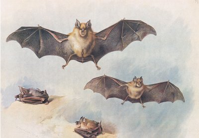 Kleine Hufeisennase und Große Hufeisennase, aus Thorburns Säugetiere, veröffentlicht von Longmans and Co, ca. 1920 von Archibald Thorburn