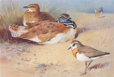 Kleine Trappe (männlich und weiblich), Kaspischer Regenpfeifer von Archibald Thorburn