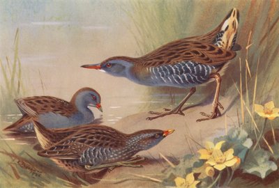 Kleines Sumpfhuhn, Tüpfelsumpfhuhn, Wasserralle von Archibald Thorburn