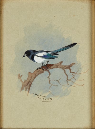 Elster auf einem Ast von Archibald Thorburn