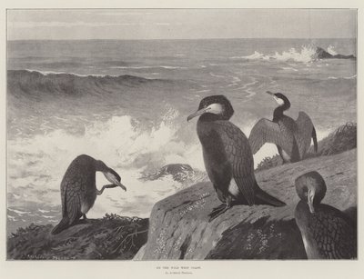 An der wilden Westküste von Archibald Thorburn