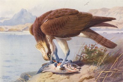 Fischadler von Archibald Thorburn