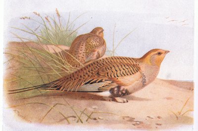Pallass Sandhuhn, aus Vögel der Britischen Inseln und ihre Eier, veröffentlicht von Frederick Warne & Co Ltd, 1958 von Archibald Thorburn