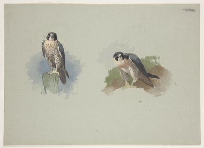 Wanderfalke Männchen, ca. 1915 von Archibald Thorburn
